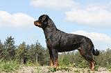 ROTTWEILER 190